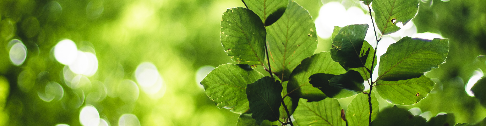 cuisiner avec les plantes sauvages 